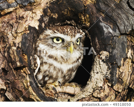 Little owl perched in a tree trunk 49318050