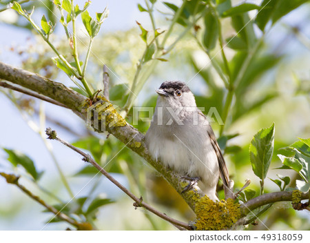 Close up of Eurasian blackcap (Sylvia atricapilla) 49318059