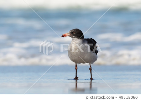 Close up of a Dolphin gull on a sandy coast 49318060