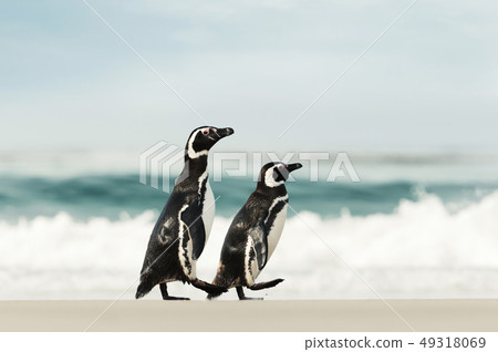 Two Magellanic penguins walking on a sandy beach 49318069