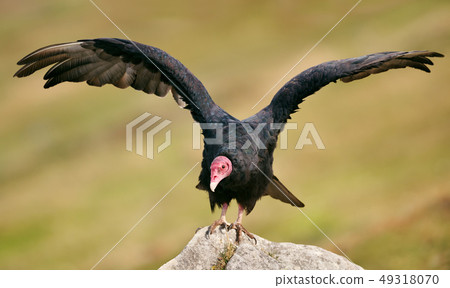 Turkey vulture with open wings warming on a stone Turkey vulture with open wings warming on a stone 49318070