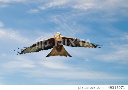 Red kite in flight against blue sky 49318071