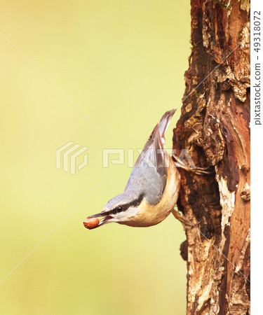 Eurasian Nuthatch with a peanut in the beak 49318072