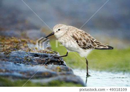 Sanderling in water looking for food 49318109
