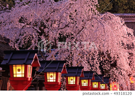 Kyoto Hirano Shrine light up and cherry blossom Kyoto Hirano Shrine light up and cherry blossom 49318120
