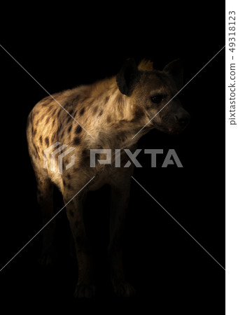 spotted hyena standing in the dark spotted hyena standing in the dark 49318123