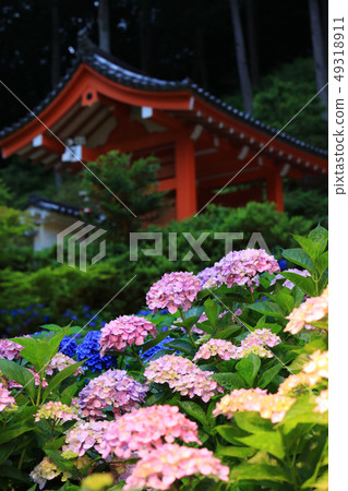 Ajisai light up of Kyoto and Mimuroto-dera 49318911