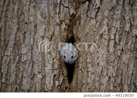 Ezo Momonga who climbs out of the burrow 49319030