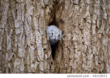 Ezo Momonga who climbs out of the burrow 49319031