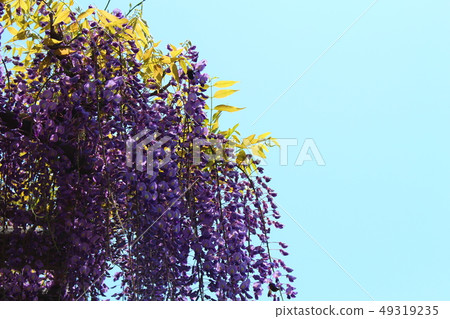 紫藤花和天空 49319235