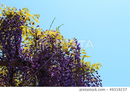 Wisteria flower and sky 49319237