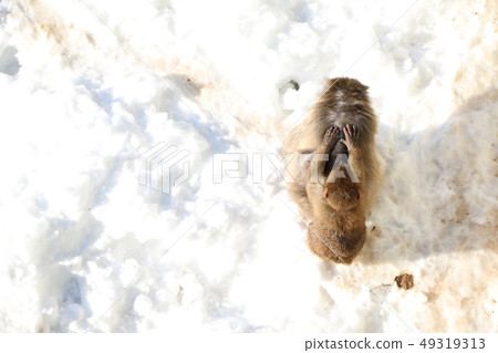 Parent and child of monkey 49319313