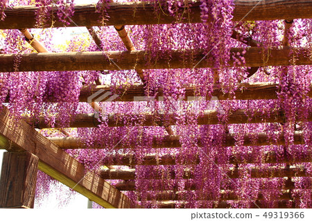 紫藤格子 49319366