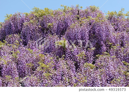 紫藤花和天空 49319373