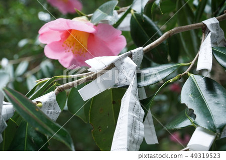 [88 places in Shikoku] 27th Shinmineji Temple Pray for spring with a fortune tied to a camellia 1 Yasuda-cho, Aki-gun, Kochi Prefecture 49319523
