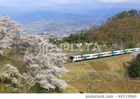 Cherry tree full-bloom Katsunuma vine-cho station Cherry tree full-bloom Katsunuma vine-cho station 49319960
