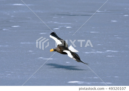 飛行在浮冰上的偉大的老鷹 飛行在浮冰上的偉大的老鷹 49320107