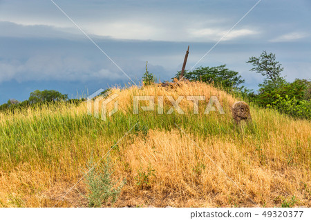 Ancient stone idol of Khortytsia island, Ukraine Ancient stone idol of Khortytsia island, Ukraine 49320377