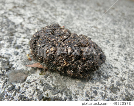 Japanese monkey droppings (on a sabo dam in Aikawa-cho, Aiko-gun, Kanagawa Prefecture) Japanese monkey droppings (on a sabo dam in Aikawa-cho, Aiko-gun, Kanagawa Prefecture) 49320578