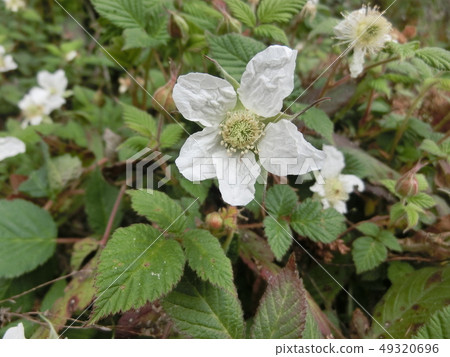 Raspberry flowers Raspberry flowers 49320696