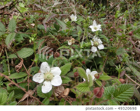 Raspberry flowers Raspberry flowers 49320698