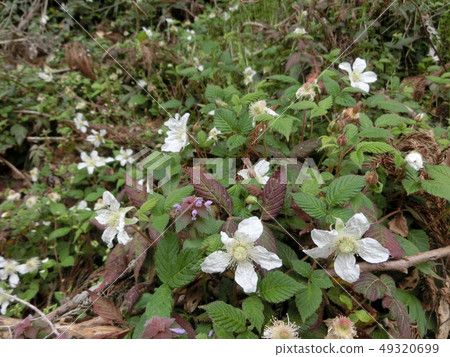 Raspberry flowers Raspberry flowers 49320699