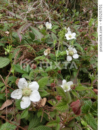 Raspberry flowers 49320701