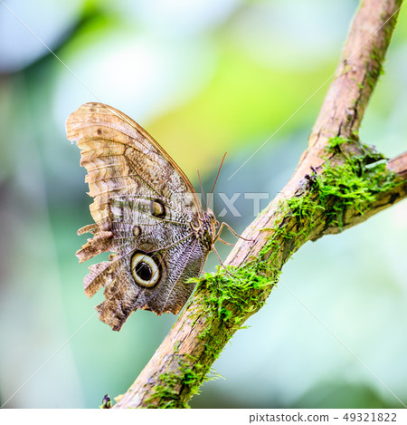 Owl butterfly in rainforest Owl butterfly in rainforest 49321822