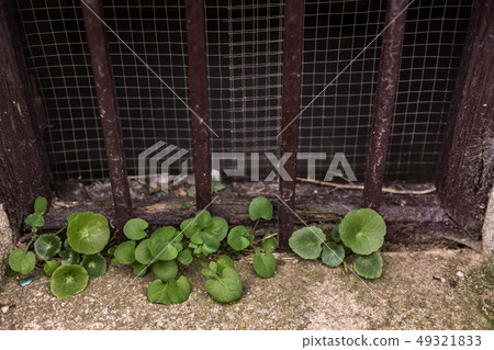 Plants growing from the stone of a basement window of a building in the old town of Caceres. 49321833