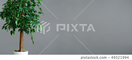 Ficus tree in pot 49321994