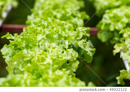 Organic farm with agriculture vegetable 49322122