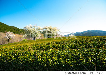 Yusenkyo couple cherry blossoms 49322335