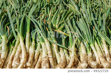 Catalonian calsots prepared for cooking, top view Catalonian calsots prepared for cooking, top view 49322720