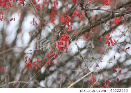 forest spring plants background forest spring plants background 49322953