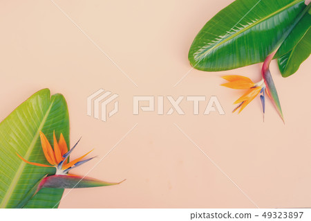 Summer flat lay scenery with strelizia flowers Summer flat lay scenery with strelizia flowers 49323897