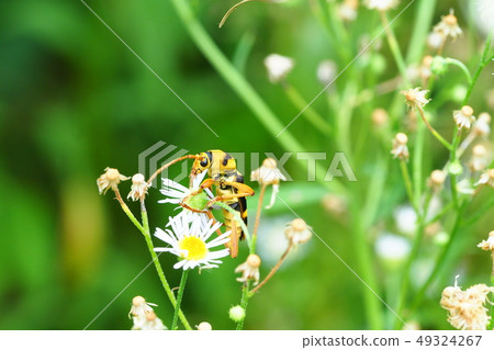 Yotsusujitokamikiri and Himedion flower 49324267