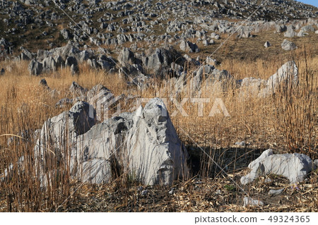 Yamaguchi Prefecture Akiyoshidai early spring Choeragamori-near Jidaidai 49324365