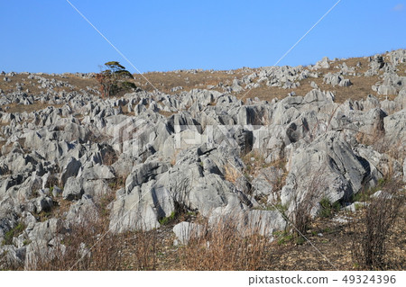 Yamaguchi Prefecture Akiyoshidai early spring Choeragamori-near Jidaidai 49324396