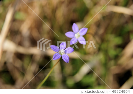 A daisy A daisy 49324904