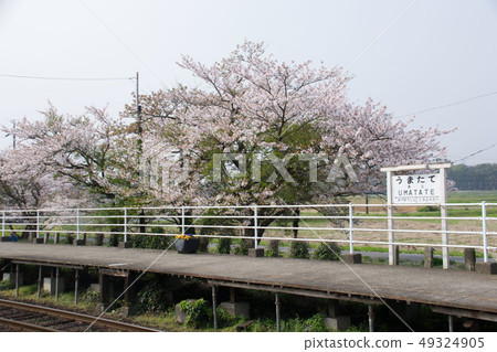 Sakura and platform 49324905