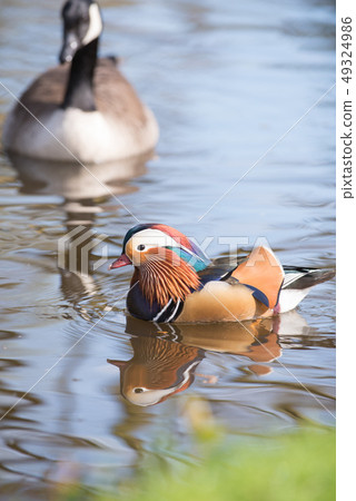 Mandarin Duck United Kingdom 49324986