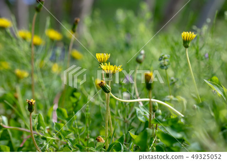 Kansai dandelion _ Japanese native species 49325052