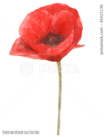 Remembrance Poppy by watercolor Remembrance Poppy by watercolor 49325136