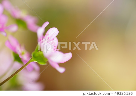 Snow race Snow race 49325186