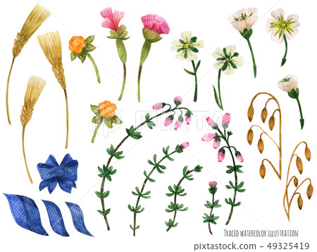 Watercolor plants of Scotland 49325419