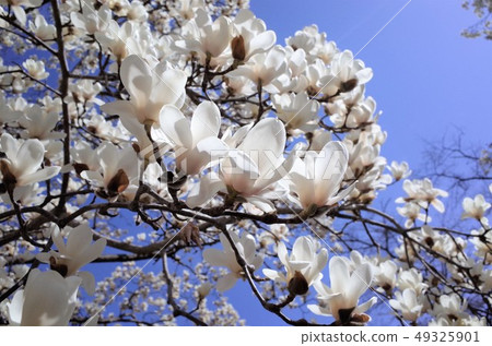 開花在藍天的美麗的白蓮教花 照片素材 圖片 圖庫