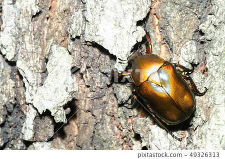 Kanabun Kanabun 49326313