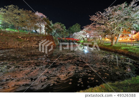 弘前橋和弘前公園的櫻花 49326388