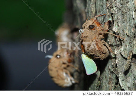 The shell of Nii Izemi and Aoba hagoromo The shell of Nii Izemi and Aoba hagoromo 49326627