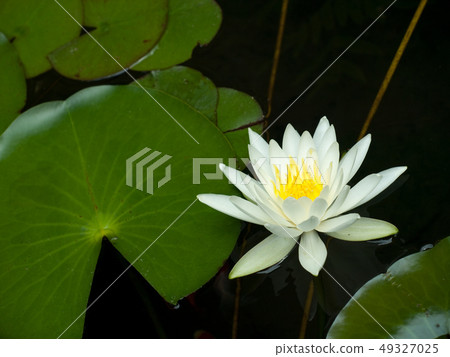 睡蓮睡蓮（學名Nymphaea） 49327025